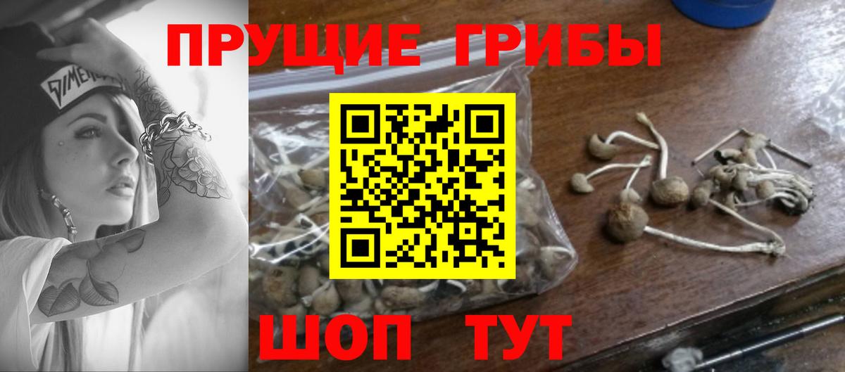 Брянск  Галлюциногенные грибы прущие грибы  Вход с VPN 